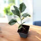 Lamai Meyer cu frunze si fructe variegate - Citrus 'Meyer Variegata'