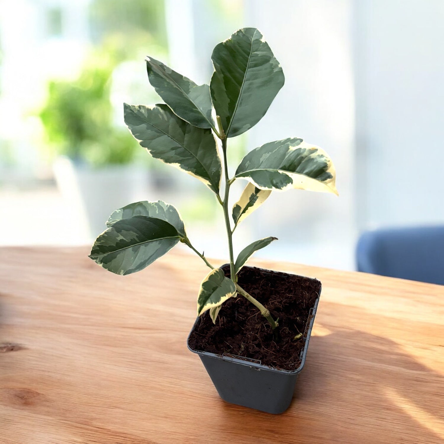 Lamai Meyer cu frunze si fructe variegate - Citrus 'Meyer Variegata'