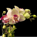 Phalaenopsis Limited 61 - pelorica