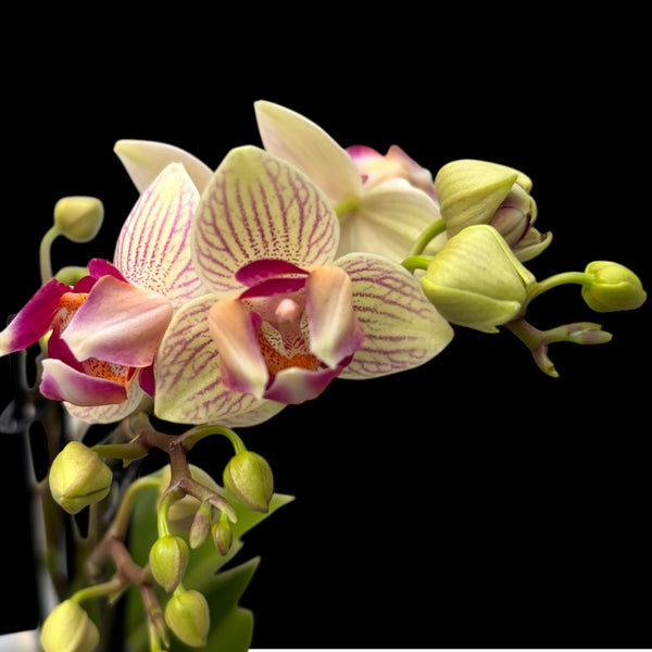 Phalaenopsis Limited 61 - peloric