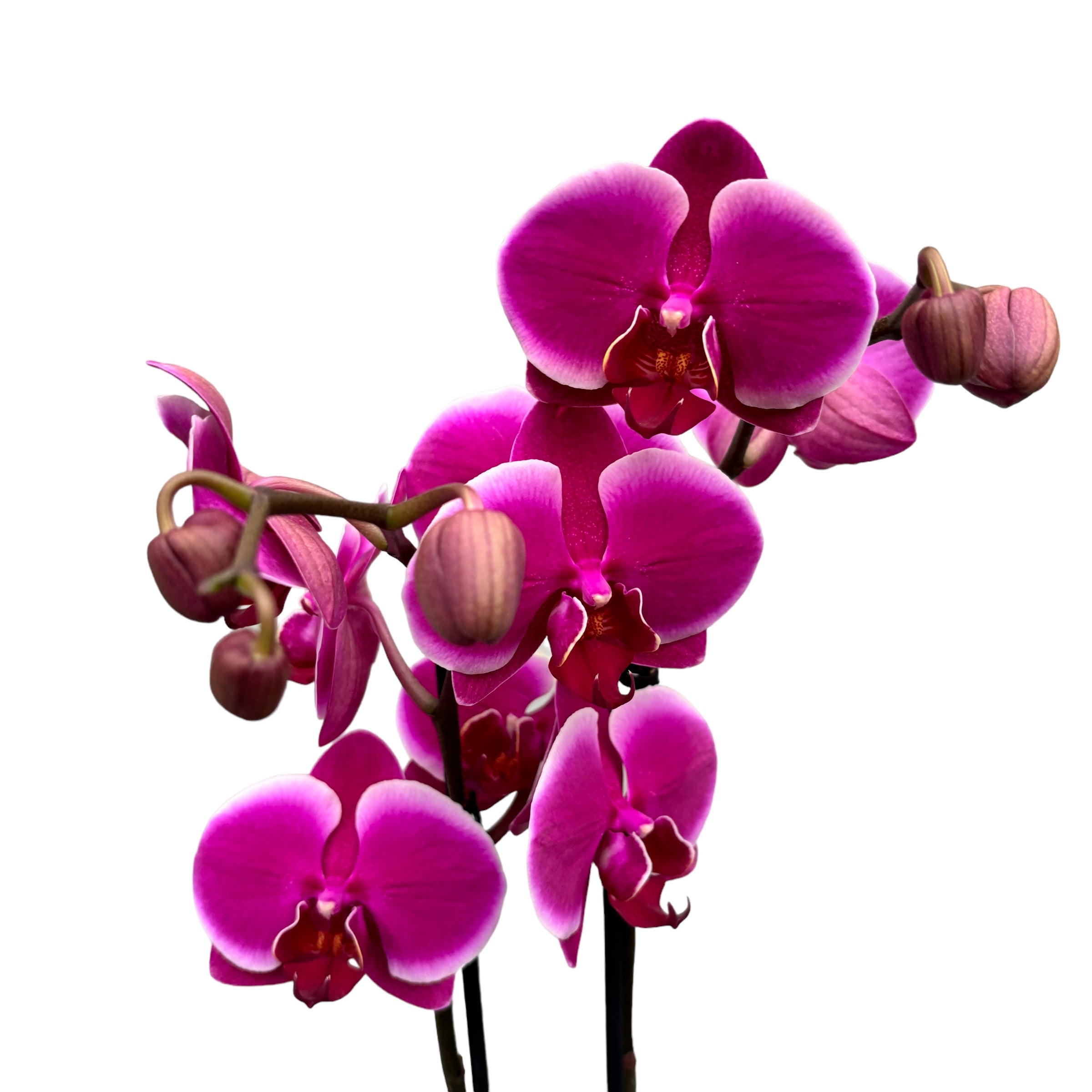 Phalaenopsis Anthura Pretoria