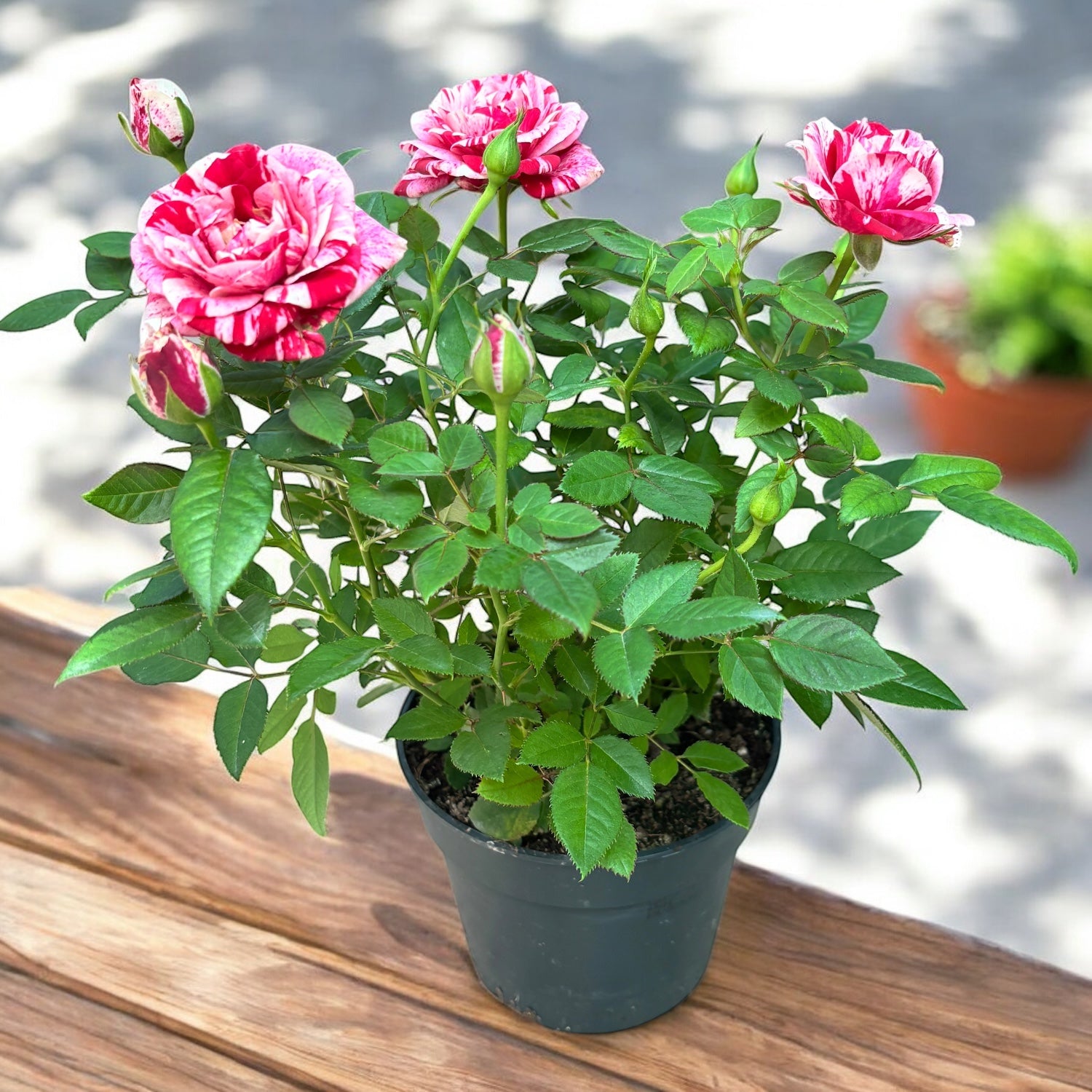 Trandafiri pitici bicolori Rosa ‘Ganna’ - parfumati (3-4 plante/ghiveci)
