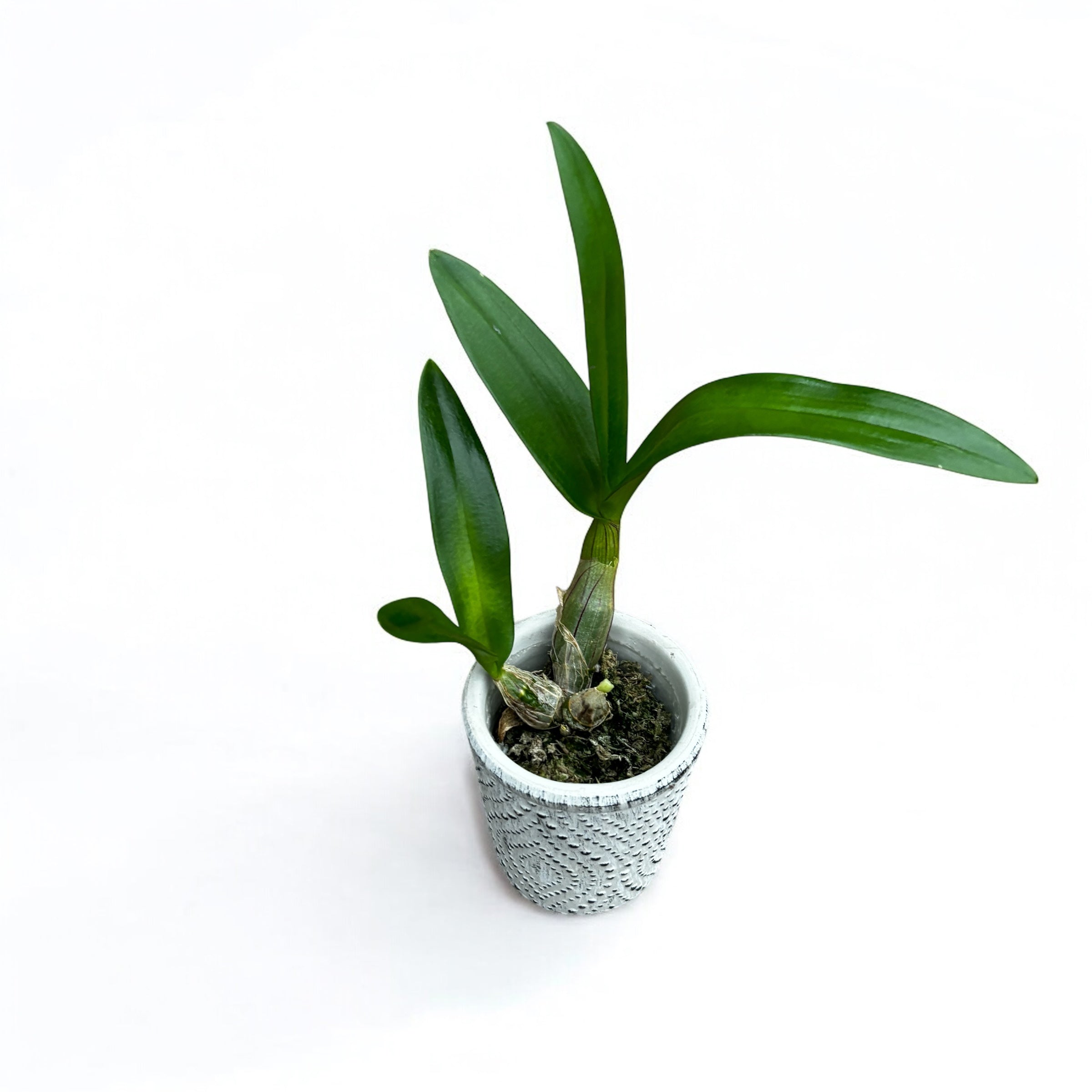 Dendrobium Burana Racha