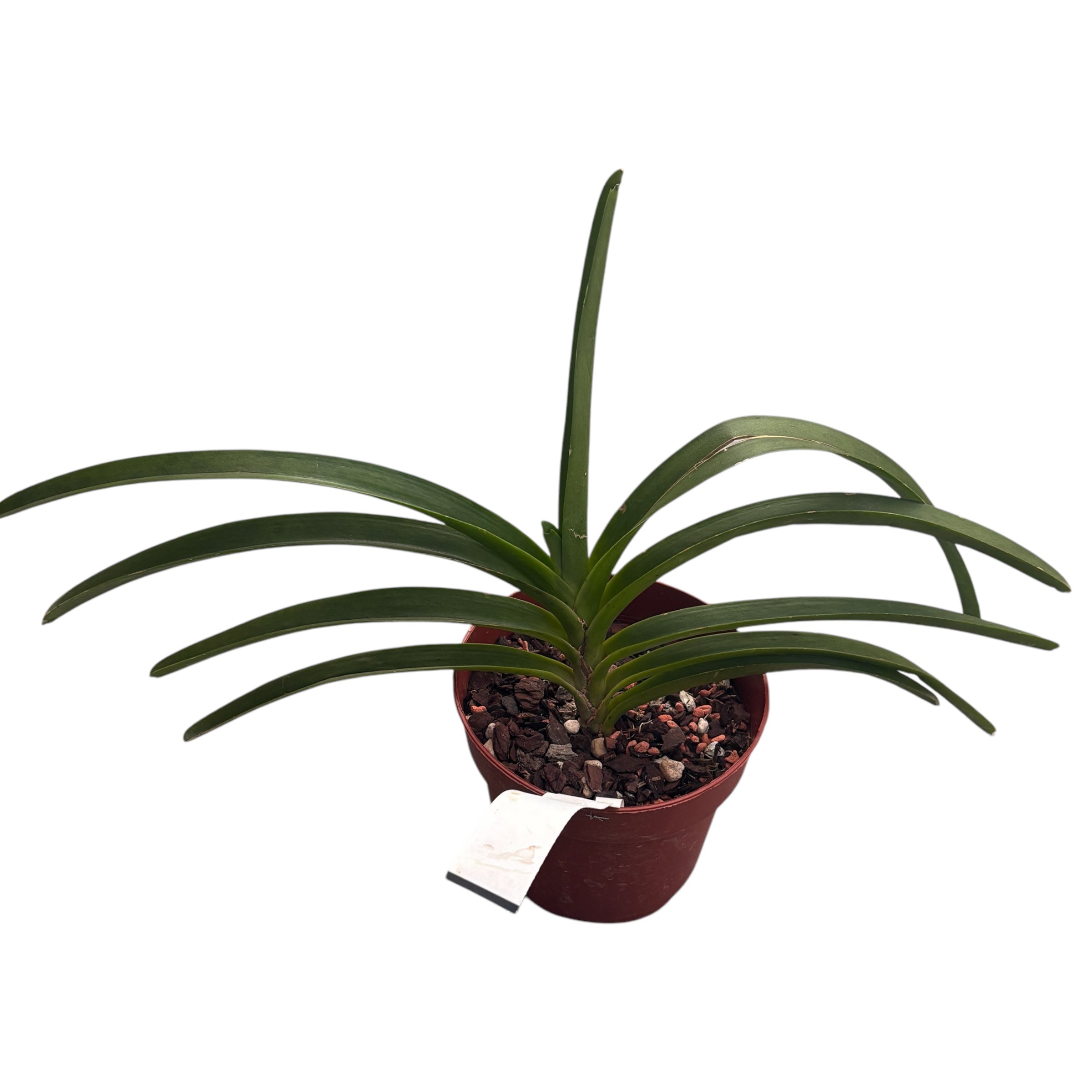 Van. Roll on Red (Van. Crownfox Red Gem × V. Peggy Foo) duftend