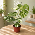 Monstera deliciosa 'Variegata' - primerki XL