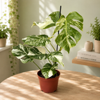 Monstera deliciosa 'Variegata' - primerki XL