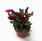 Rhipsalidopsis « Purple Fire » 2pp