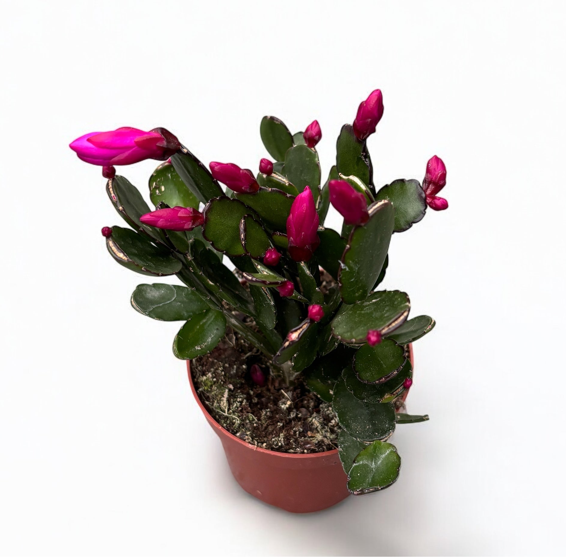 Rhipsalidopsis ‘Purple Fire’ 2pp