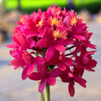 Epidendrum radicans XL (exemplaire unique)