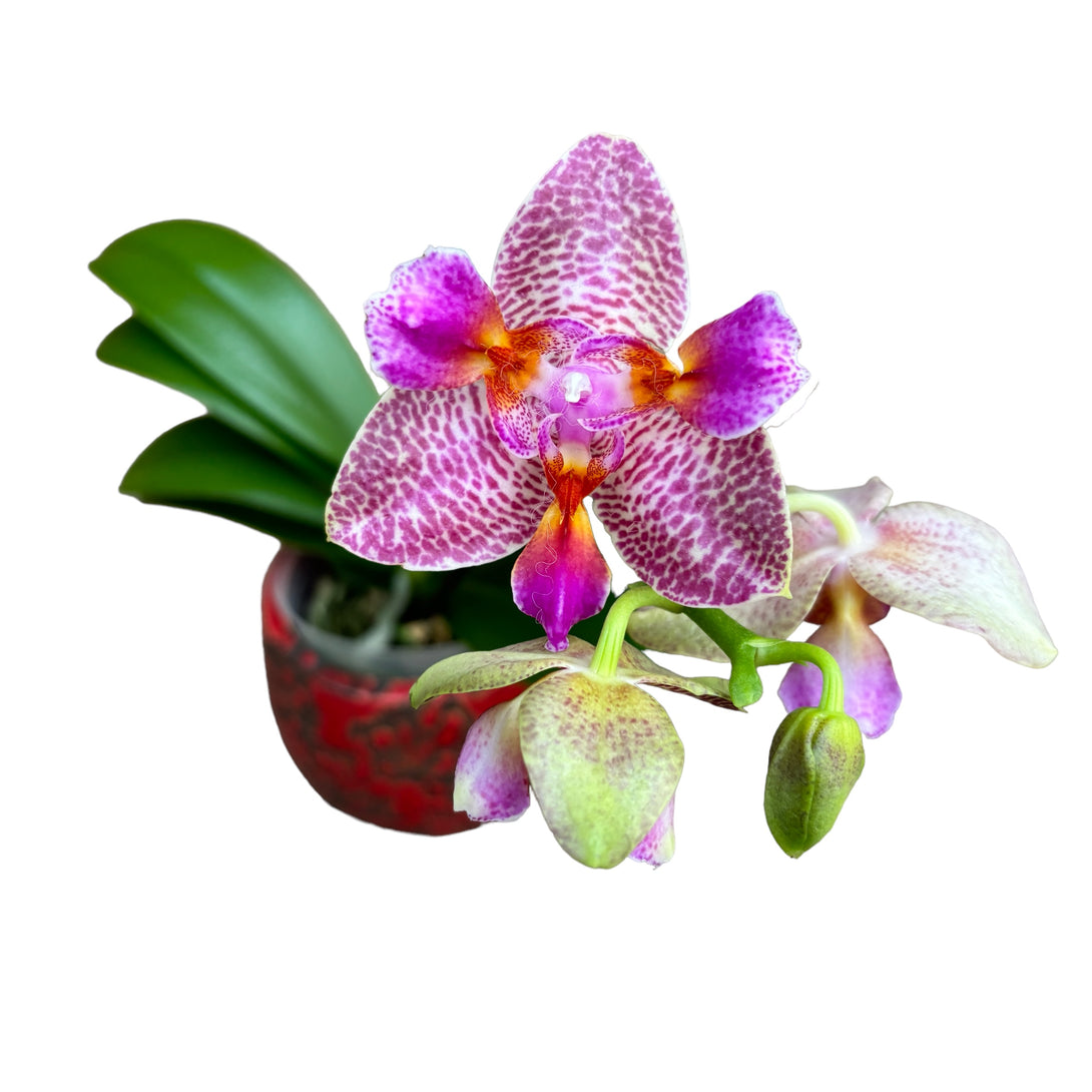 Phalaenopsis Joy Fairy Tale flori parfumate