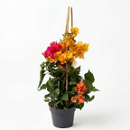 Bougainvillea TRIO - floarea de hartie (3 culori/ghiveci)