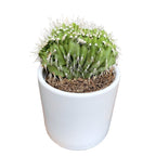 Neobuxbaumia polylopha f. cristata