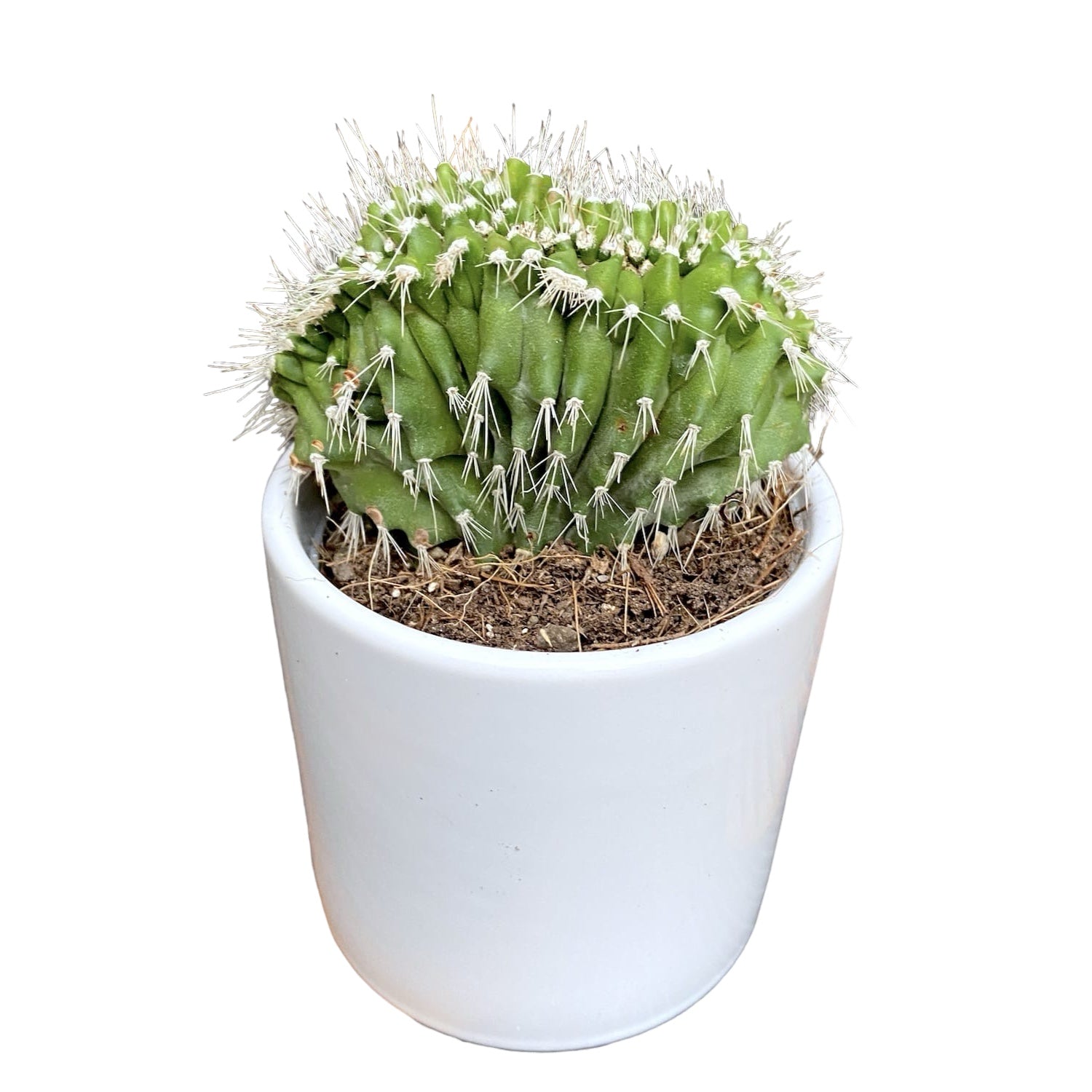 Neobuxbaumia polylopha f. cristata