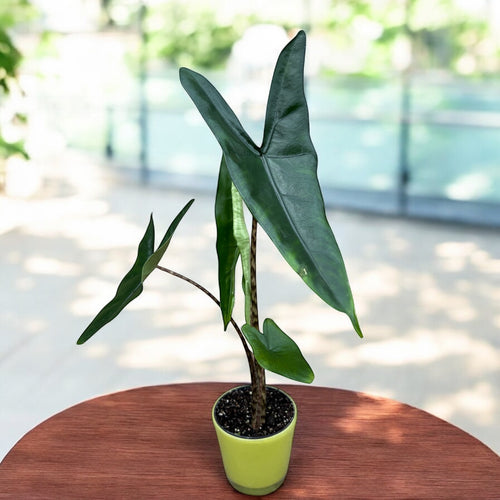 Alocasia zebrina – Secret Garden Plant Shop