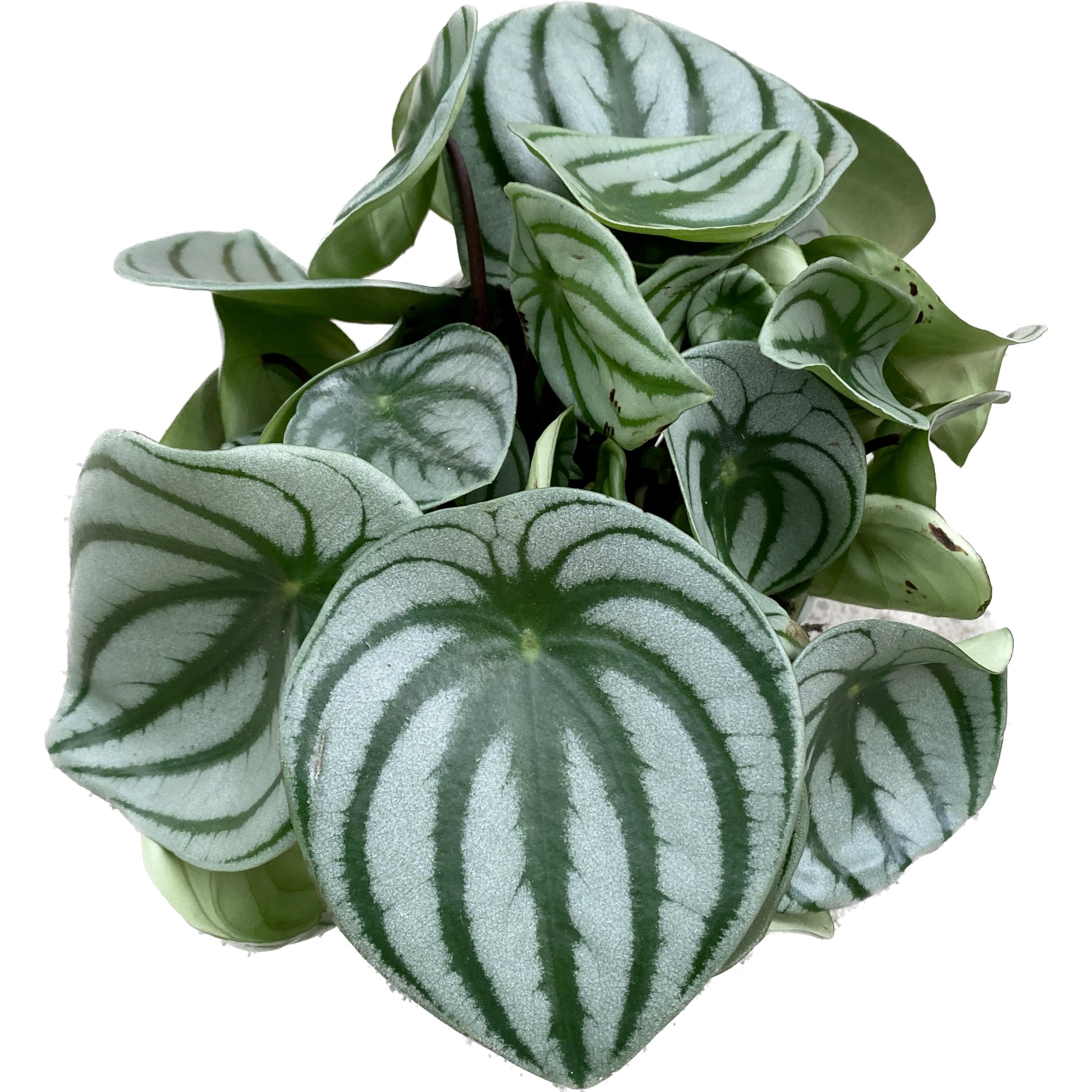 Peperomia Argyreia (Wassermelone)