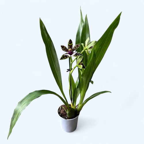 Zygopetalum hybrid - flori parfumate XL
