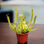 Sarracenia mix - Pitcher Plant
