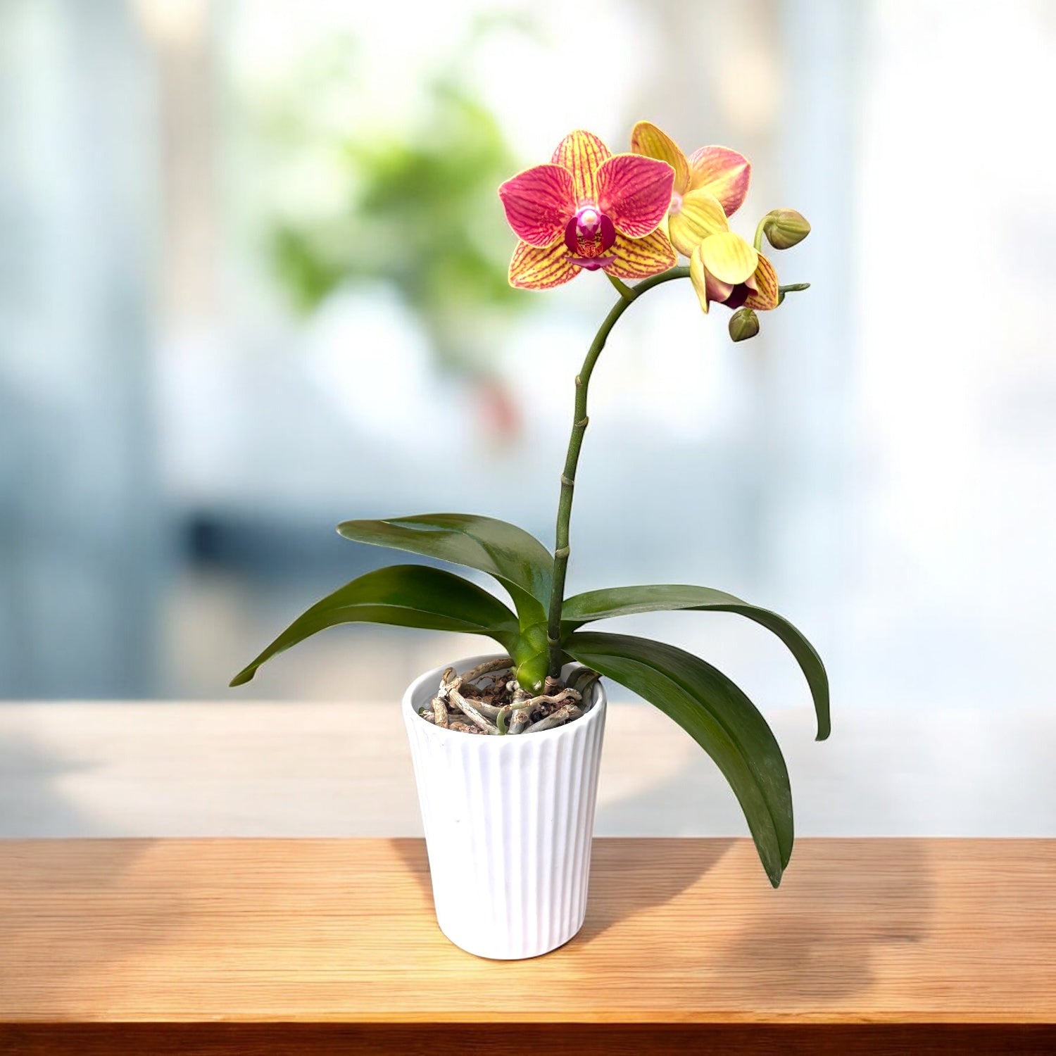 Phalaenopsis Fangmei Sweet '54'