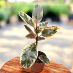 Ficus elastica Belize (Ruby) XL