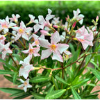 Leandru (Nerium Olander) 2pp - primjerci XL