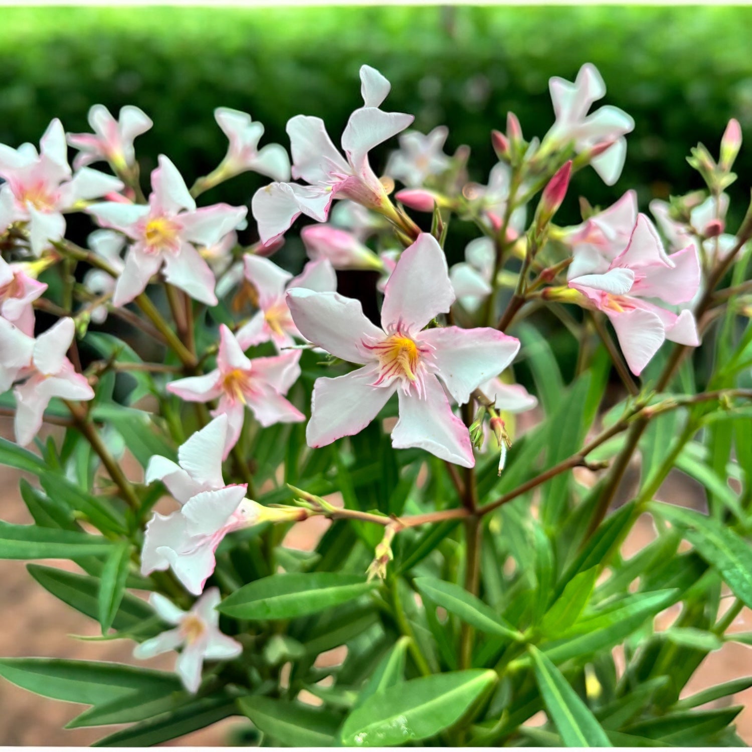 Leandru (Nerium Olander) 2pp - exemplare XL