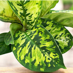 Homalomena ‘Camouflage’ – frunzis spectaculos in nuante marmorate