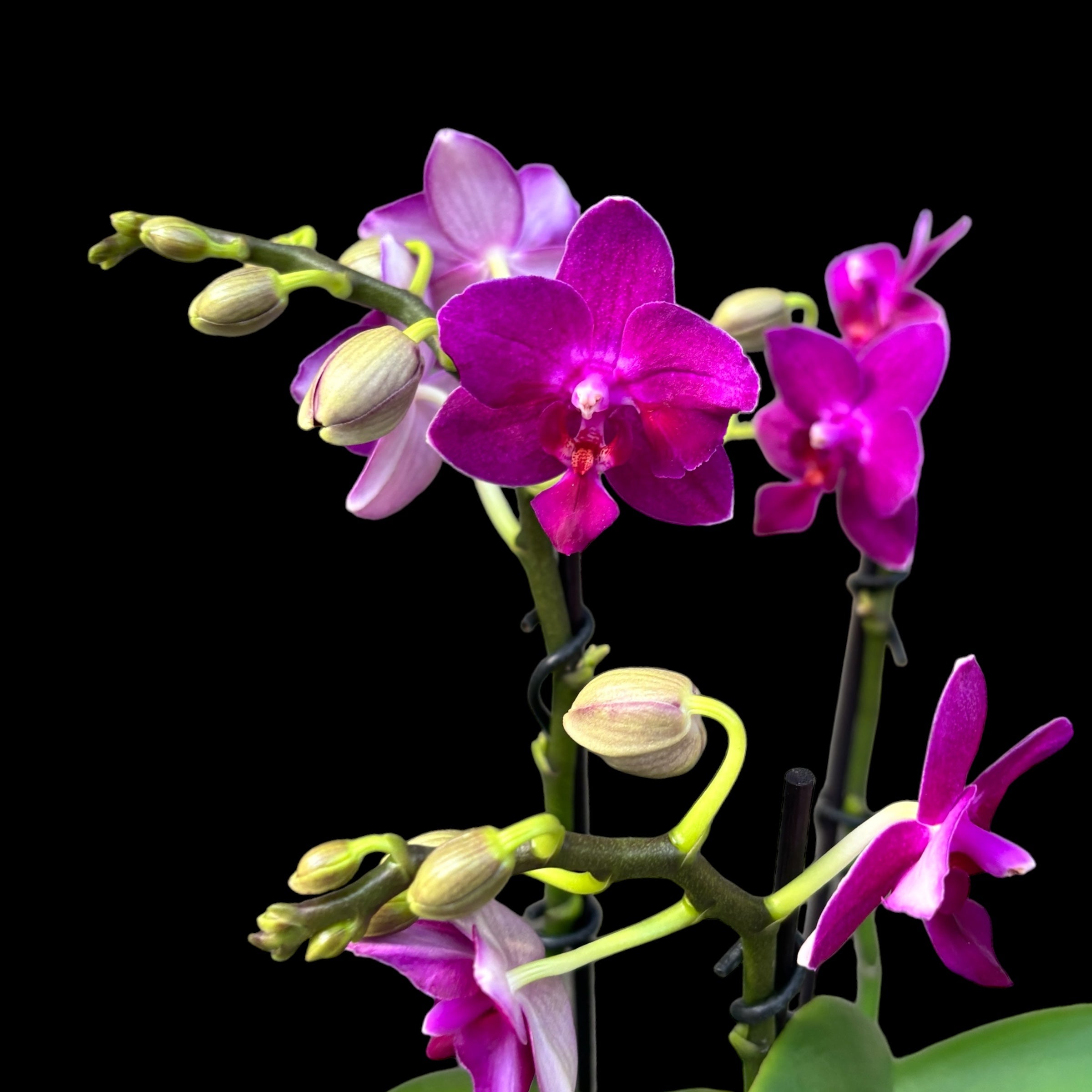 Phalaenopsis 'Limited #11' - flori intens parfumate