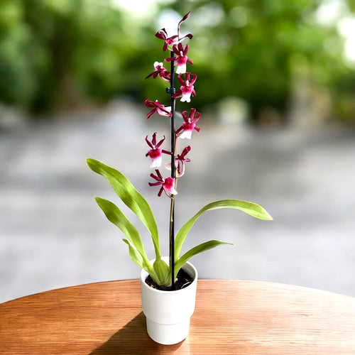 Miltonidium Bartley Star parfumé