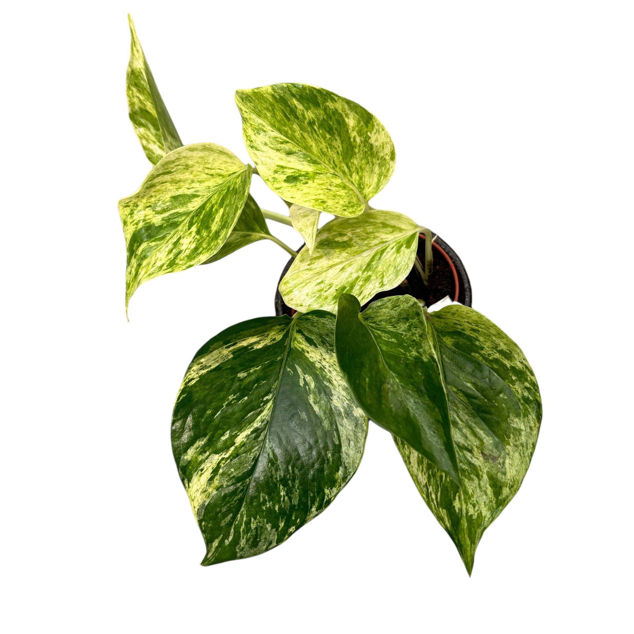 epipremnum-aureum-marble-queen-3-4-plants-pot-floraria-secret