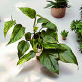 Epipremnum aureum 'Marble Green' - 3 planten/pot