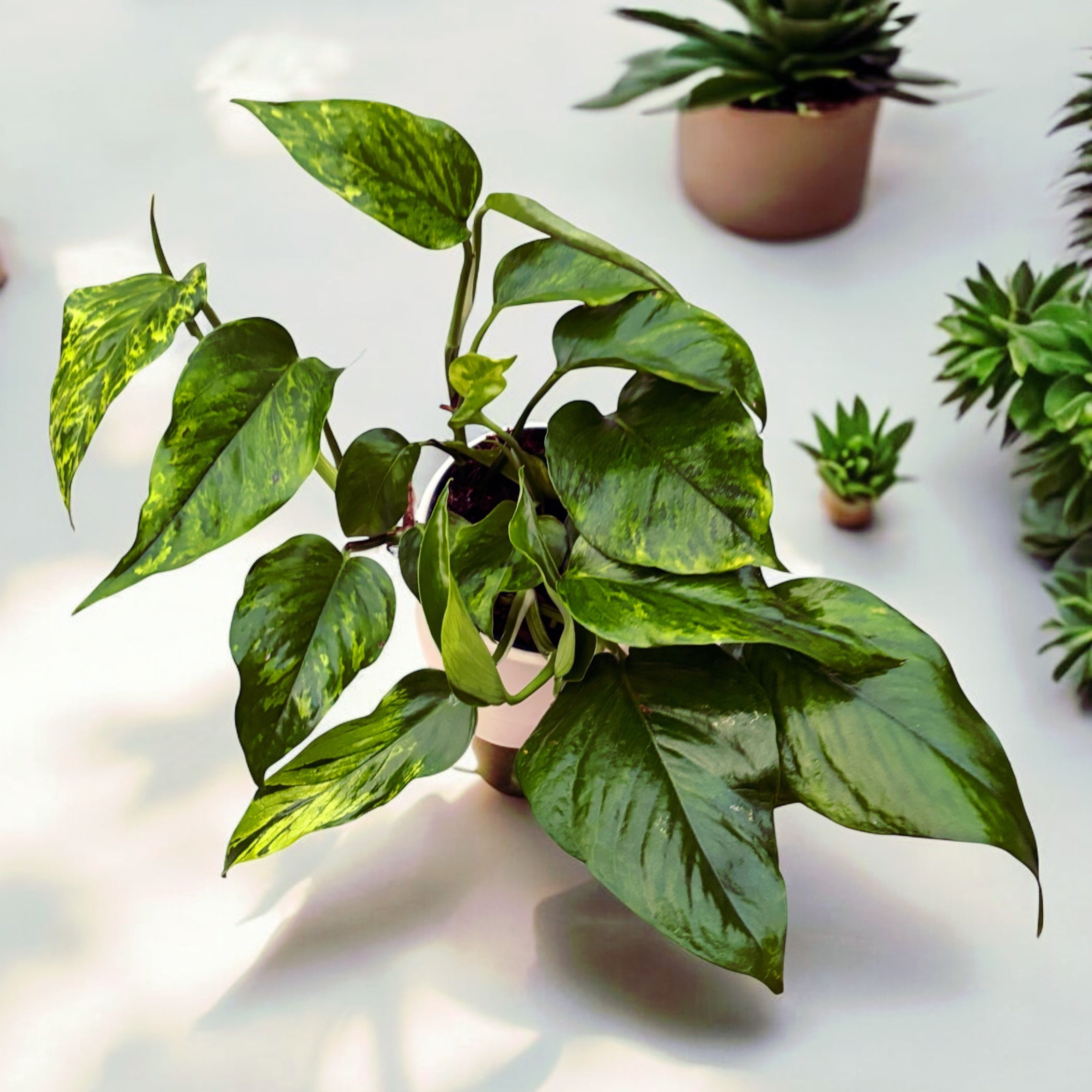 Epipremnum aureum 'Marble Green' - 3 plante/ghiveci