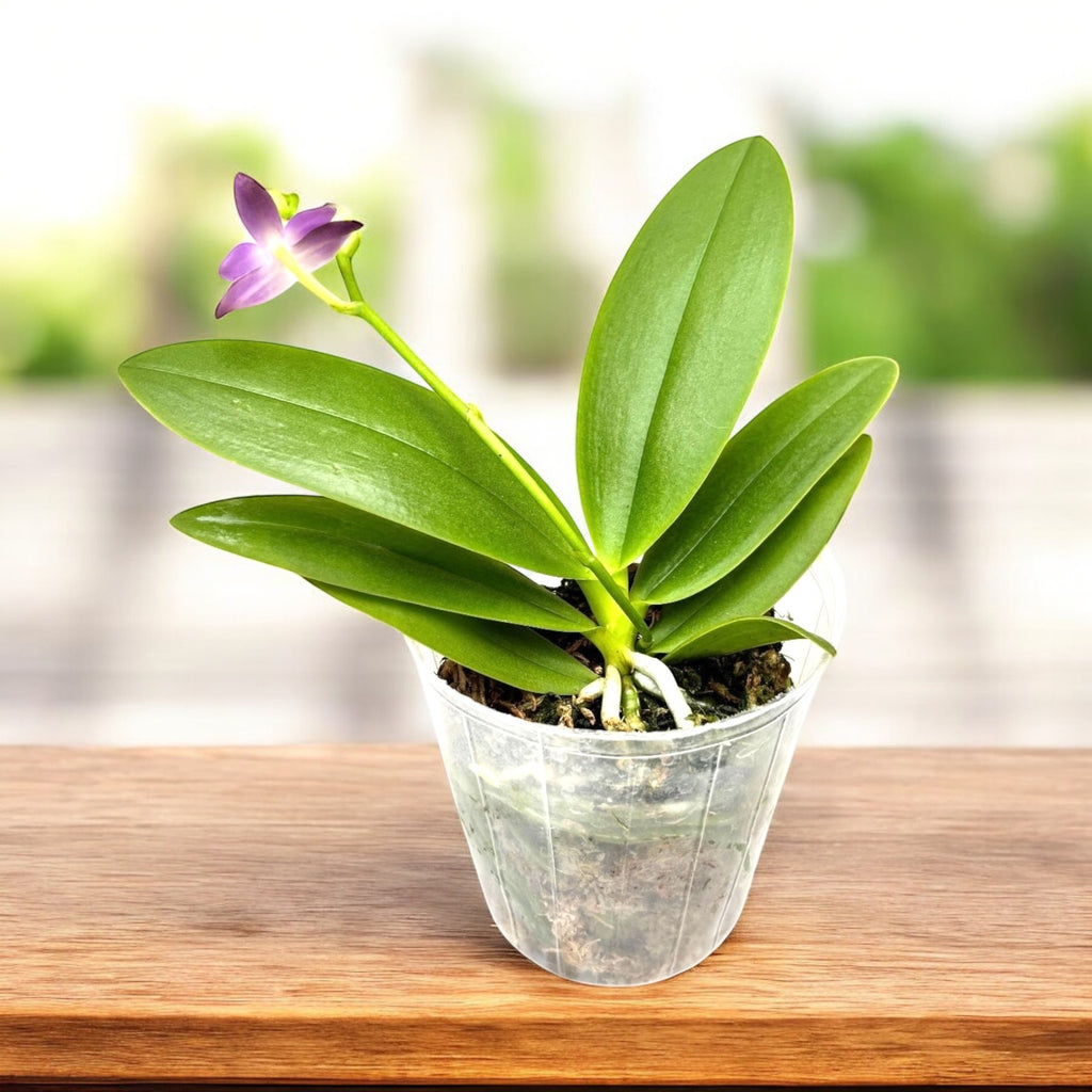 Phalaenopsis Purple Martin var. blue - pachnąca