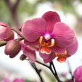 Phalaenopsis Hanni (frunze marmorate)