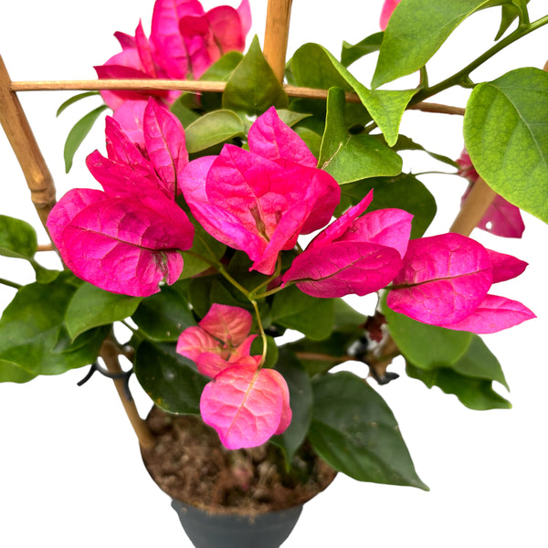 Bougainvillea 'Pink' - die rosa Papierblume (Spalier)