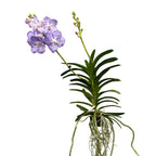 Vanda Kanchana Delfs Bleu (Ansu)