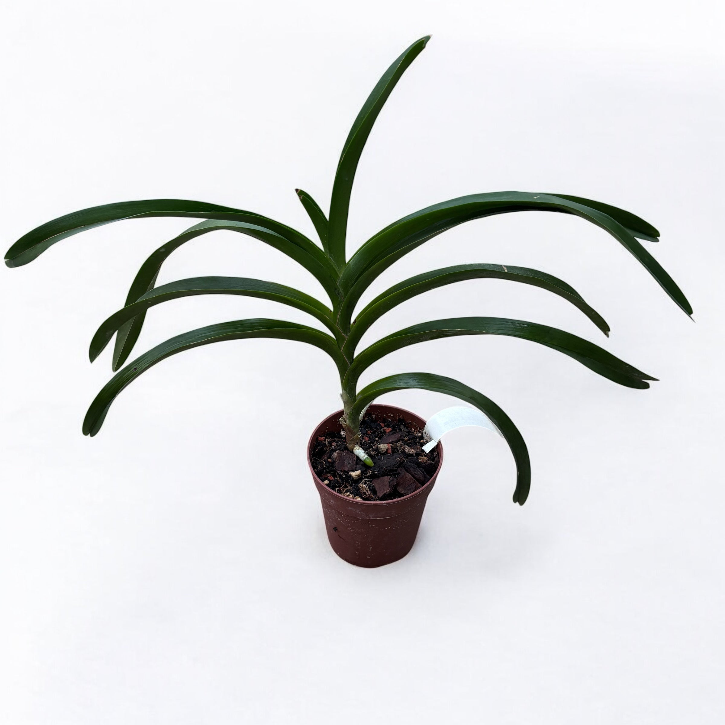 Vanda Loke (Vanda lamellata × Vanda luzonica) parfumata