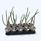 Adenium obesum 'Hófehér' (tarka)