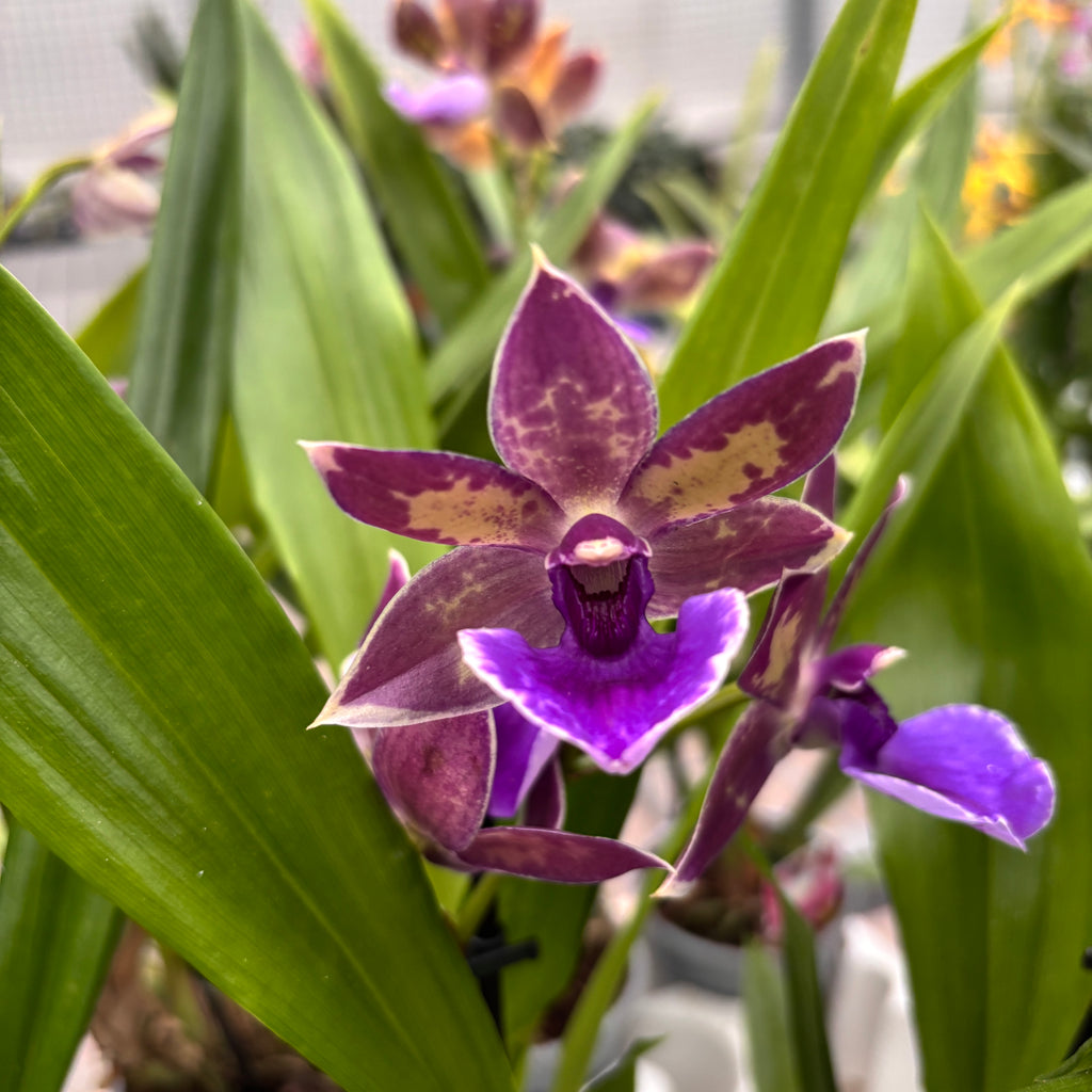 Zygopetalum 'Impasto Blue' - intenzívne voňavé kvety