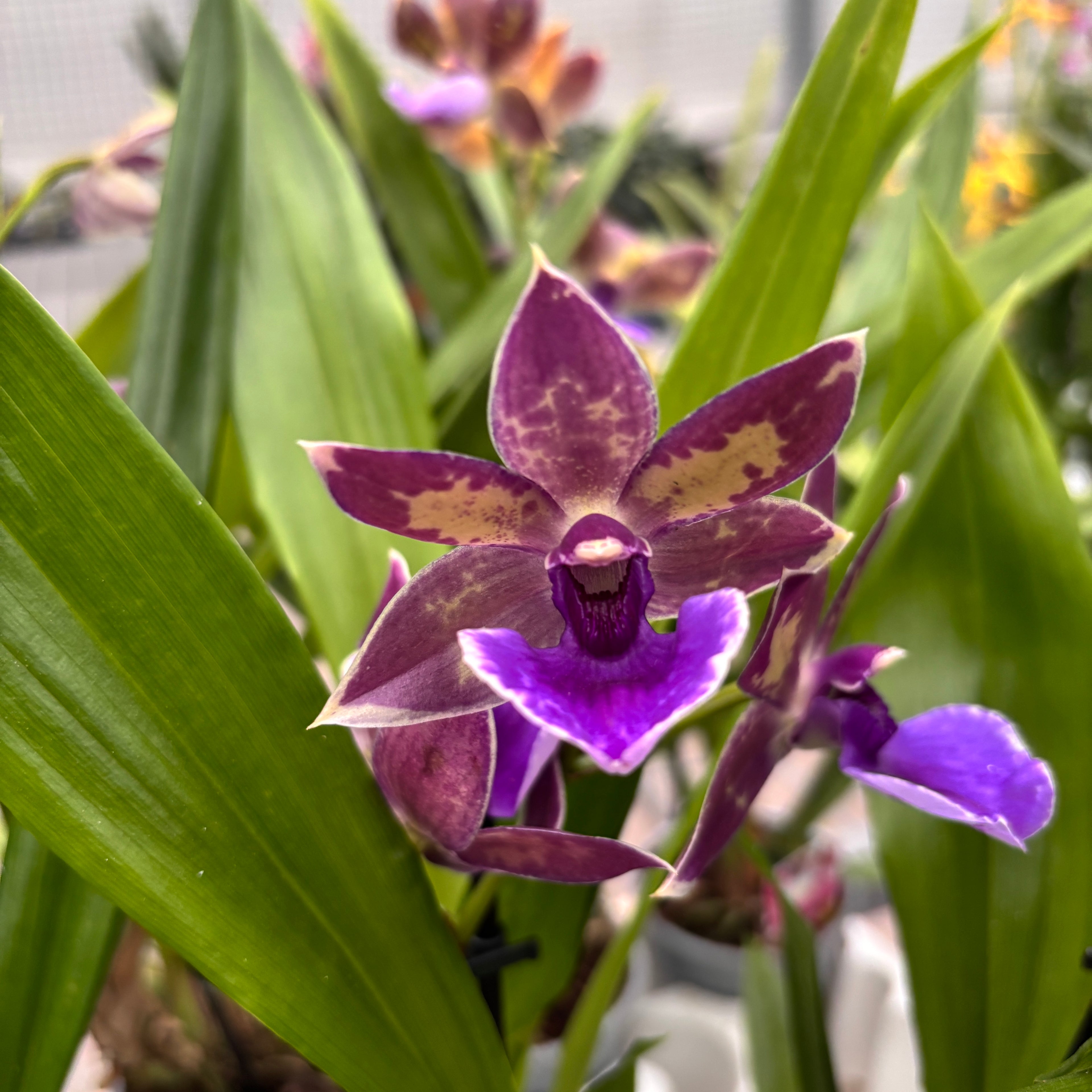 Zygopetalum 'Impasto Blue' - intensiv duftende Blumen