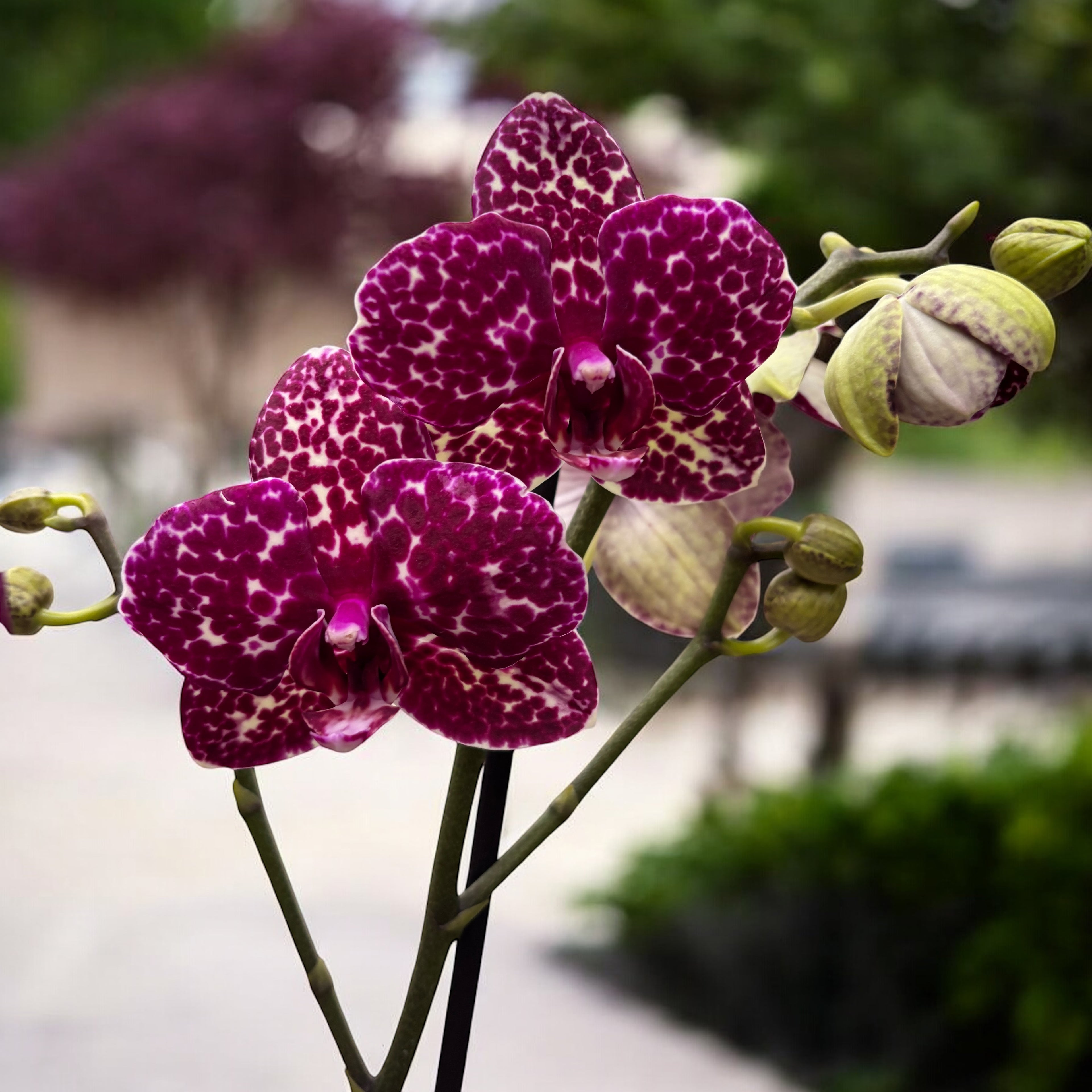 Phalaenopsis Lioulin Wild Cat