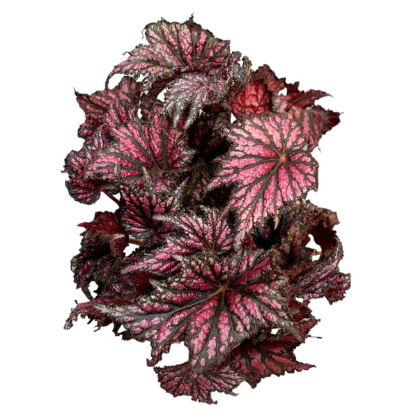 Begonia Bewitched Red Black