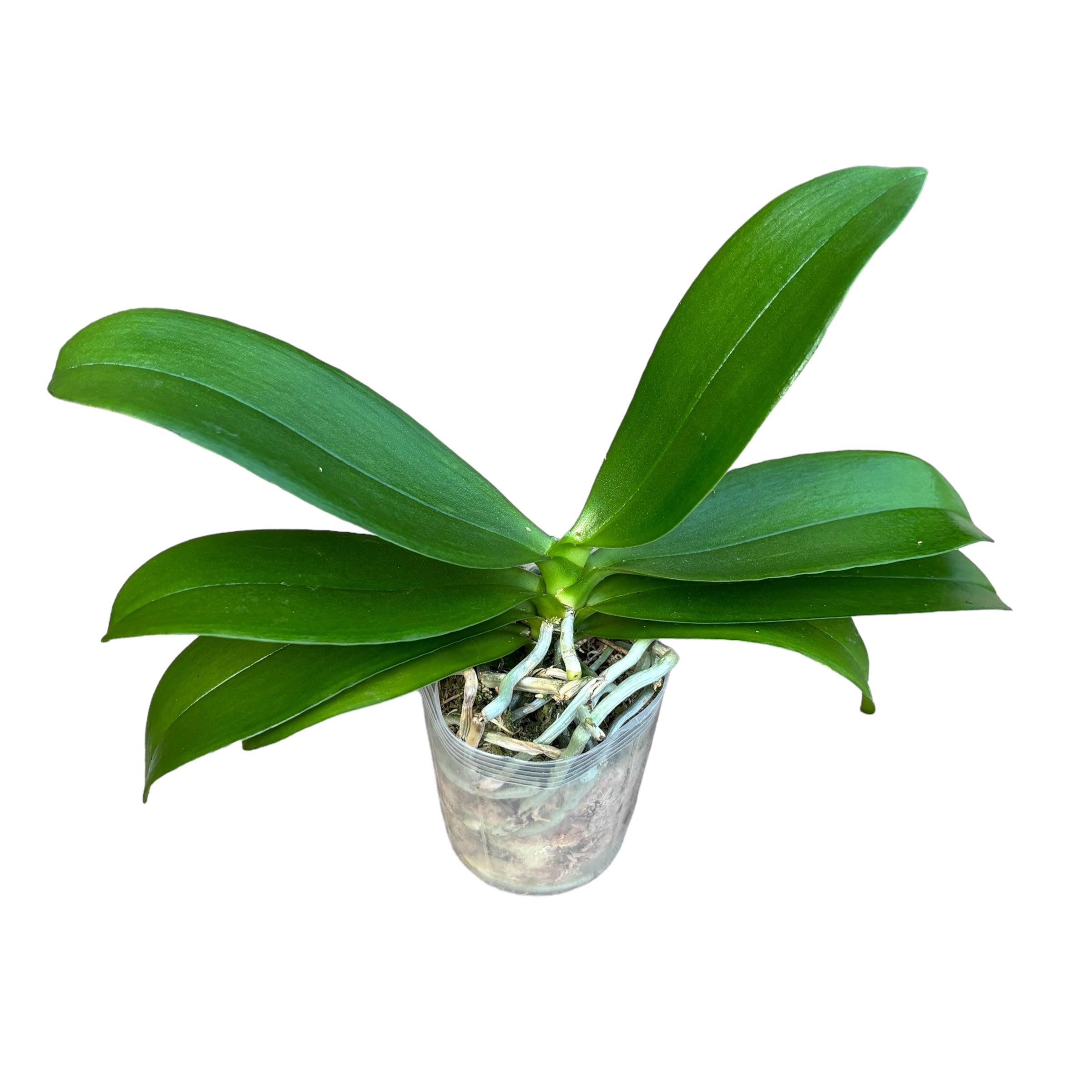 Phalaenopsis Nobby's Pumpkin - duftende Blumen