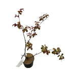 Liliac indian cu infloriri repetate - Lagerstroemia indica 'Double Feature'