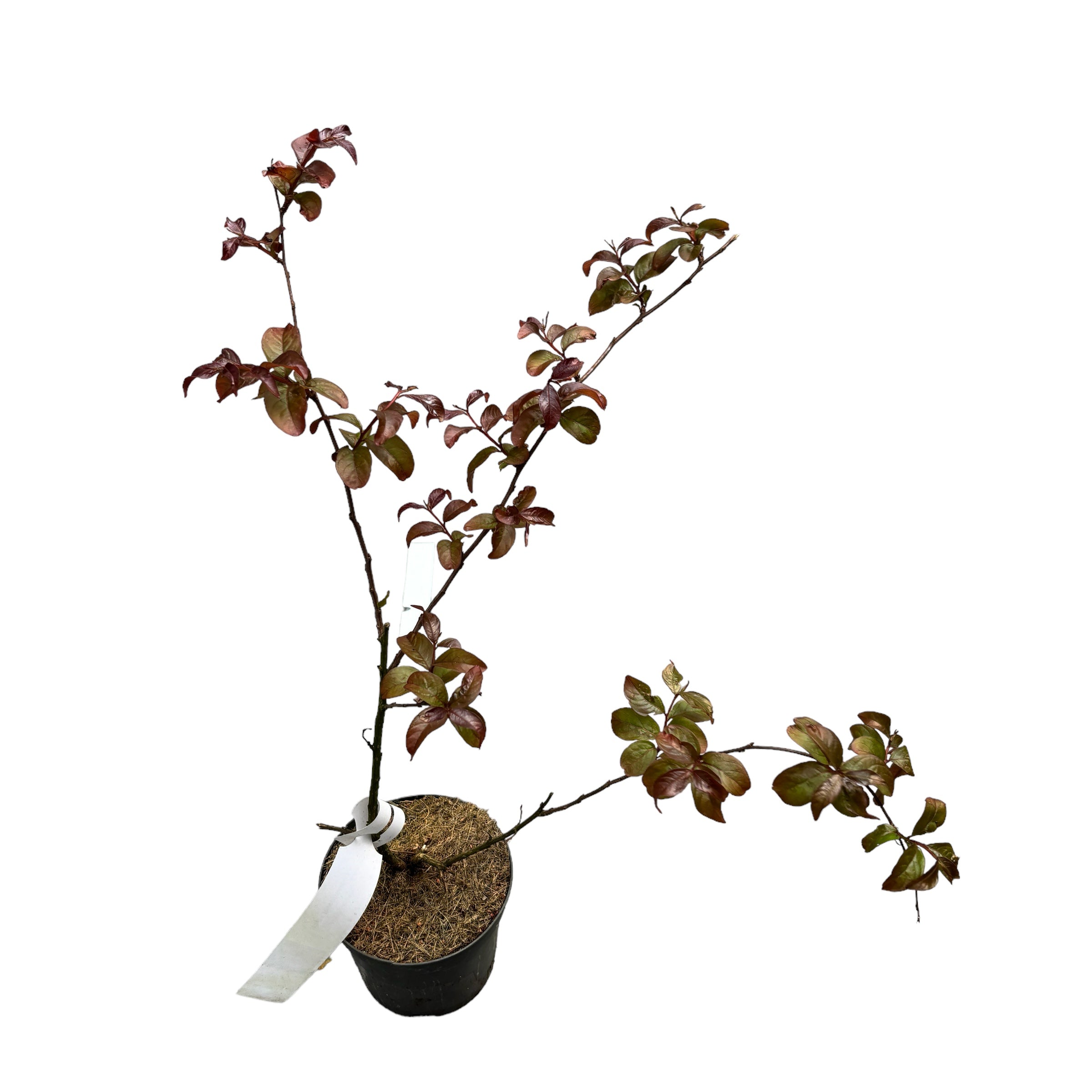 Liliac indian cu infloriri repetate - Lagerstroemia indica 'Double Feature'