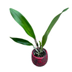 Rlc. Village Chief Headache parfumata