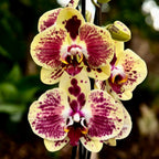 Phalaenopsis Exotic Punch (Pikachu)