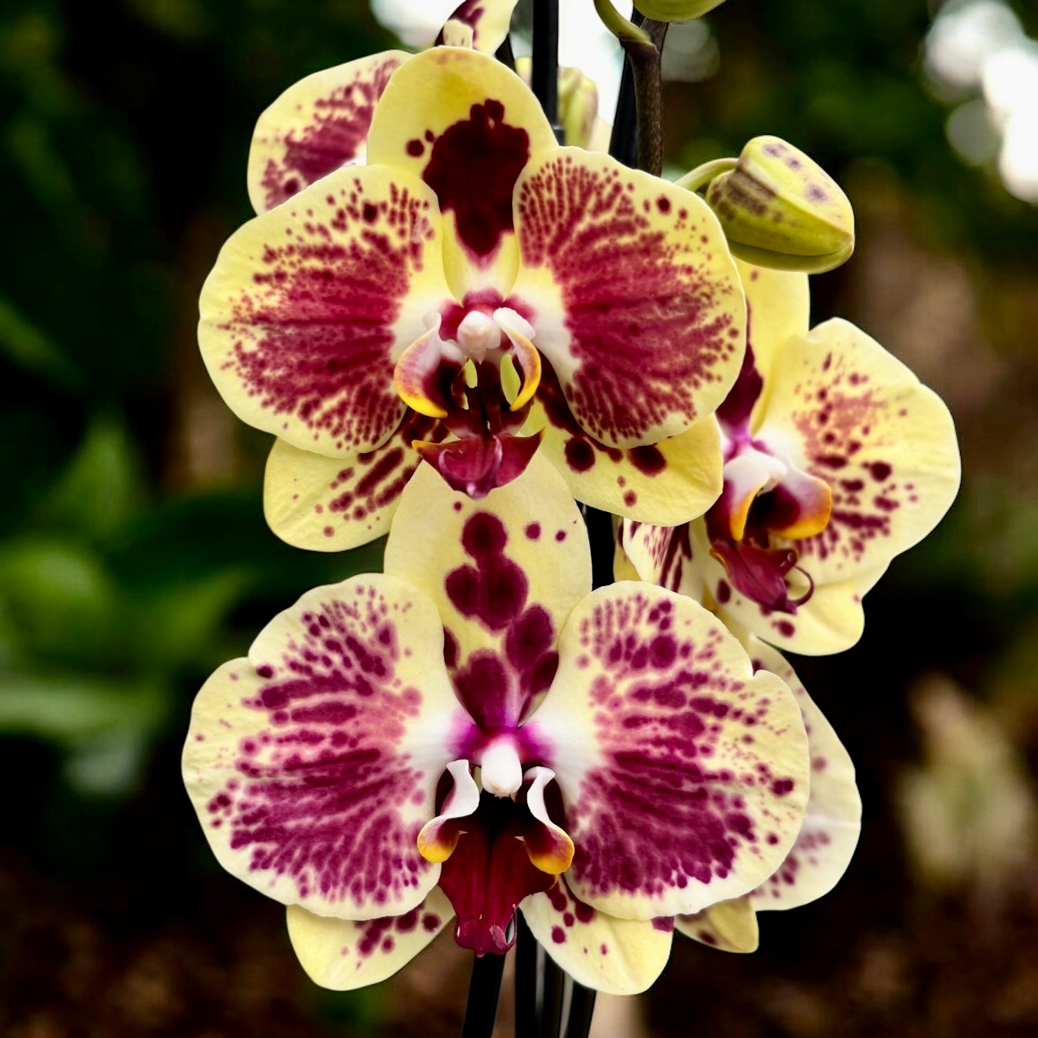 Phalaenopsis Exotic Punch (Pikachu)