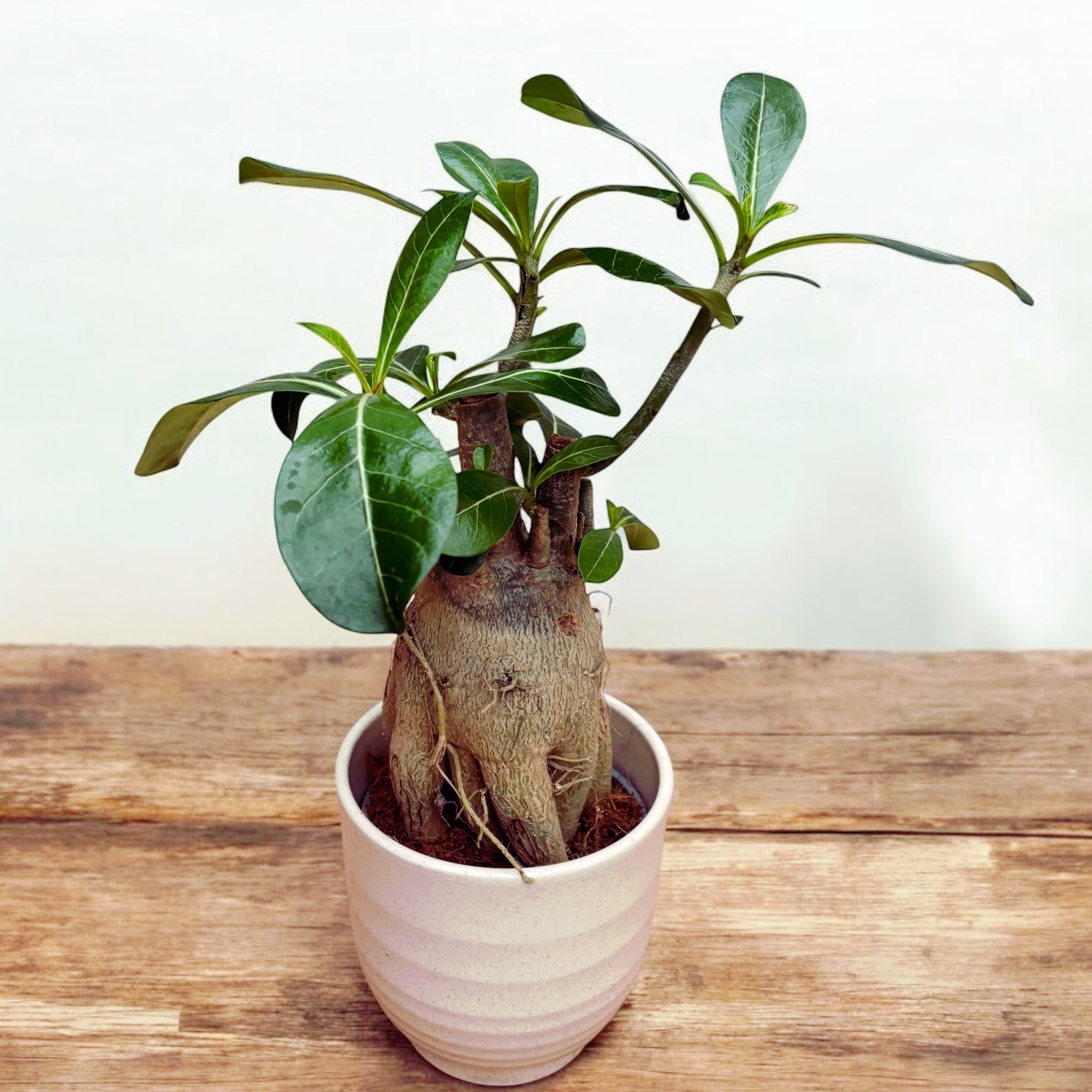 Adenium Obesum mix (caudex XL)