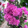 Bougainvillea z podwójnymi kwiatami - Bougainvillea dobrada 'Jasnoróżowa'