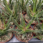Aloe 'Jaco’